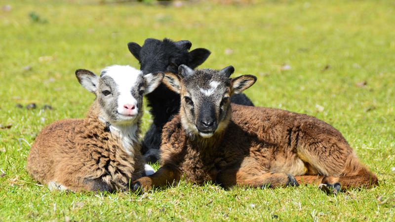 Head to Stepney City Farm in east London and you might be able to see some baby animals. Credit: Tom Goody. Image courtesy of Stepney City Farm. A photo of three baby goats sat together on grass looking towards the camera at Stepney City Farm