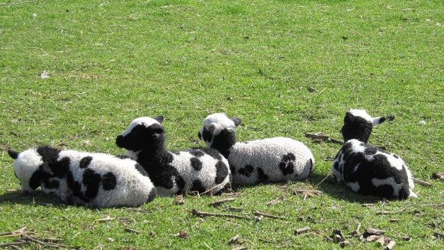 Four black and white baby sheep chilling on the grass on a sunny day.