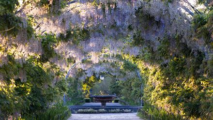 Plant support structure at RHS Garden Wisley. Image courtesy of RHS Garden Wisley, credits: Richard Bloom