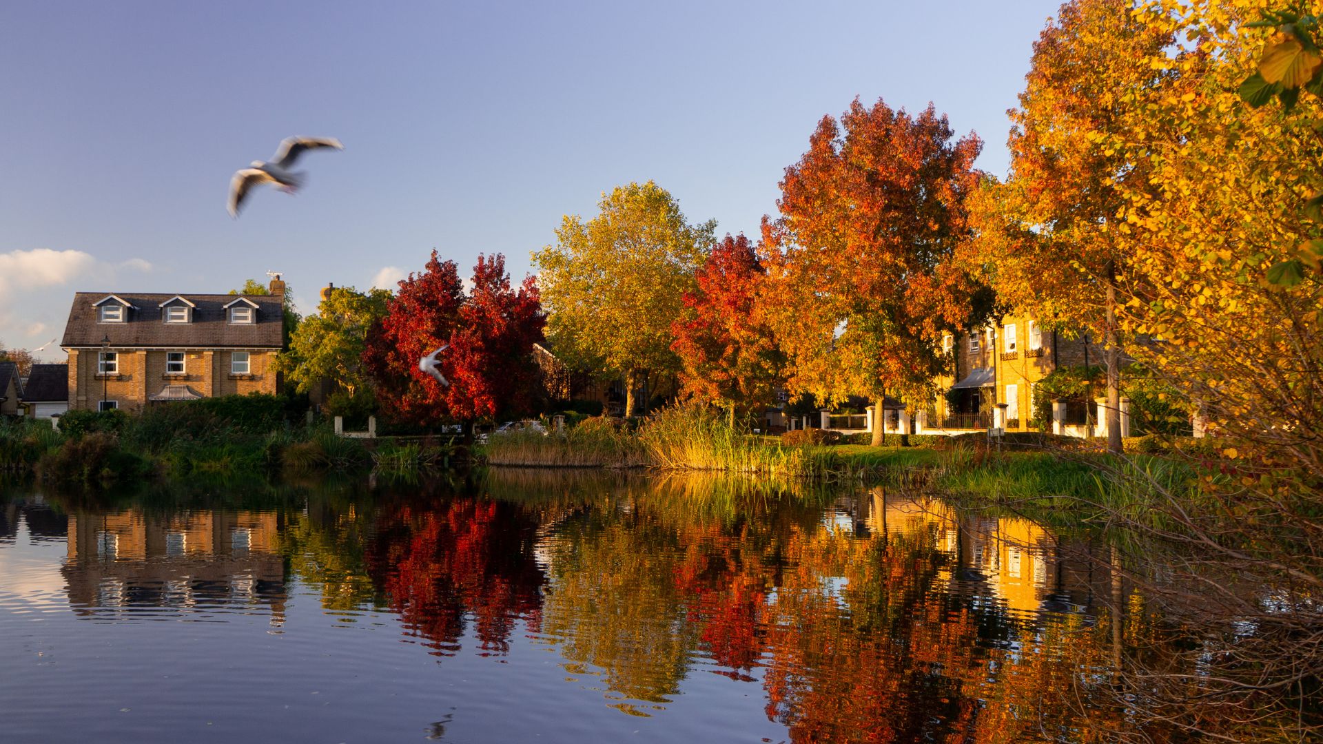 Watch the seasons change at Barnes Pond, where autumn colours and calm reflections make this London spot picture-perfect all year round. © Shutterstock Autumn trees with orange and red leaves reflected in the still water of Barnes Pond, with houses and birds flying above.
