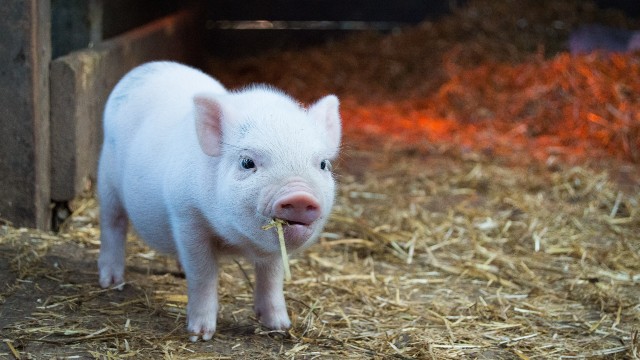 White piglet in a farm.