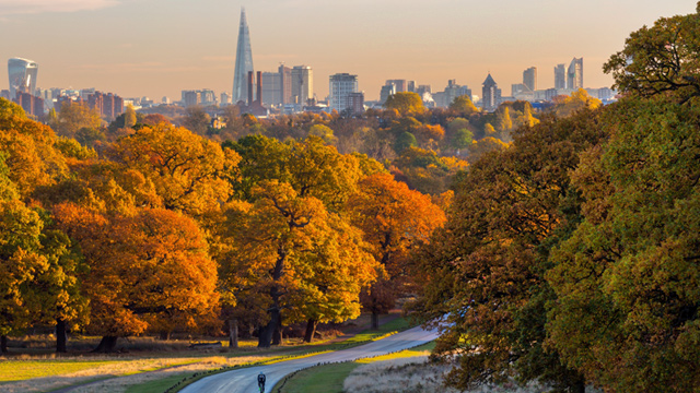 Parcourez le Richmond Park de Londres, qui se pare de couleurs automnales. Crédits : Jon Reid. Avec l'aimable autorisation de Jon Reid.