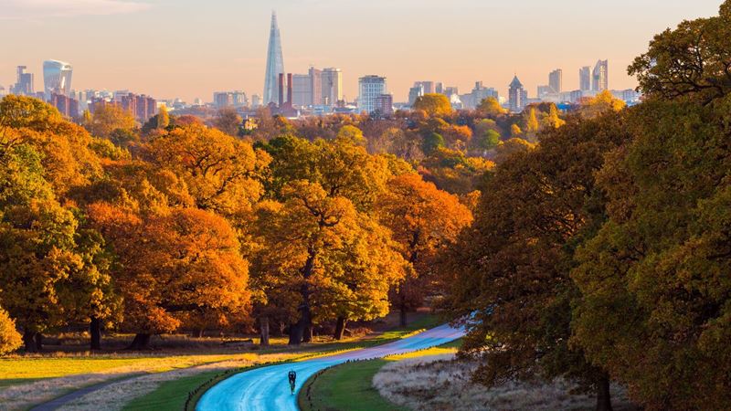 London panorama above golden trees.