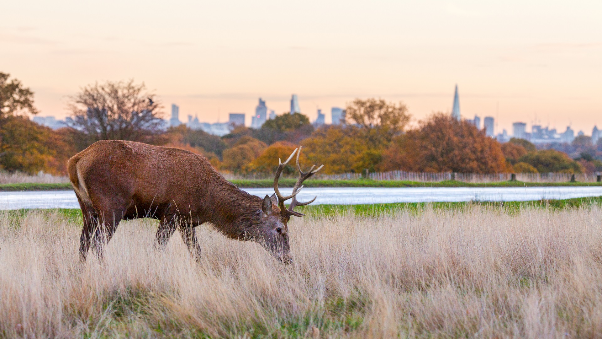 Stroll among deer in Richmond Park. Image courtesy of London & Partners/Jon Reid. A grazing deer in Richmond park with view of London behind it