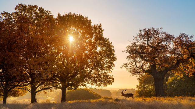 Richmond Park at sunset with deer
