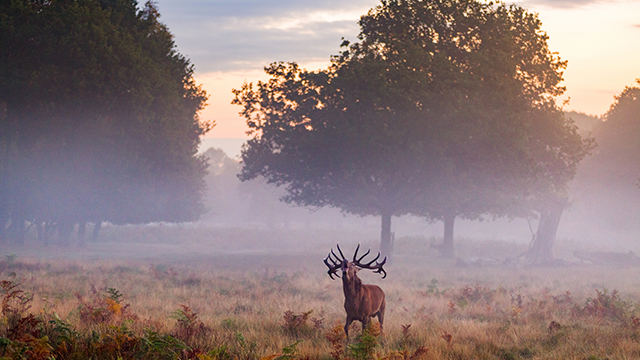 Ein Hirsch mit einem prächtigen Geweih ruft an einem nebligen Morgen, mit Nebel und alten Bäumen im Hintergrund.
