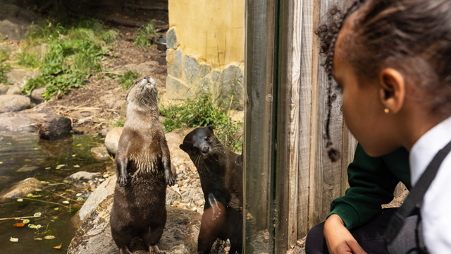 Two otters at the London Wetland Centre in Barnes, with a visitor watching through the glass