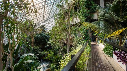 A walkway at Barbican Conservatory. Credit: Max Colson. Image courtesy of Barbican. 