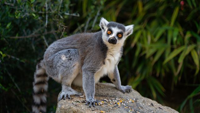 A ring-tailed lemur sits on a stone with food at its feet and greenery in the background.