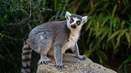 A ring-tailed lemur at Battersea Park Children’s Zoo. Credit: The Marketing Collective. Image courtesy of The Marketing Collective.
