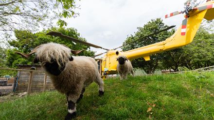 Swiss Vallais blacknose sheep at Battersea Park Children’s Zoo. Image courtesy of The Marketing Collective.