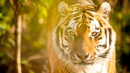The Amur tiger Kalinka at the Chessington World of Adventures resort. Image courtesy of Chessington World of Adventures.