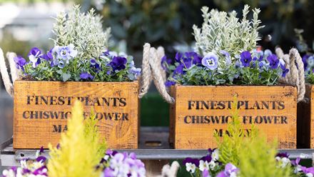 Two wooden planters filled with flowers. Credit: Anna Kunst Photography. Image courtesy of Chiswick Flower Market.