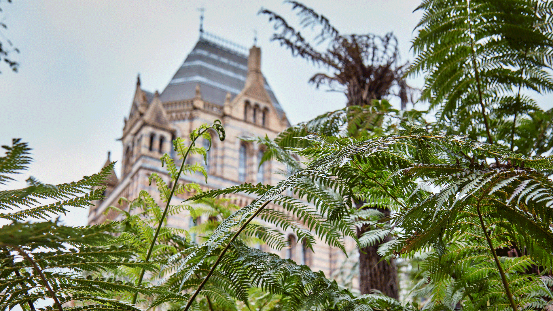 Natural History Museum with green fern in the foreground