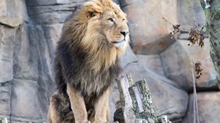 An Asiatic lion stands against a backdrop of rocks at London Zoo. 