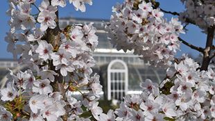 white and pink cherry blossom obscuring the palm house at Kew Gardens on a sunny day