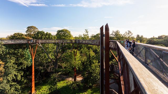 Looking across from the top of the treetop walkway at Kew Gardens, with two people pointing at the view.