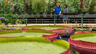 Zwei Frauen betrachten die grünen, lebendigen und riesigen Seerosenblätter im Inneren des berühmten Gewächshauses in den Royal Botanical Gardens in Kew Gardens.