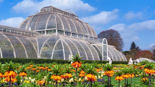 Outside view of the Palm House, one of the greenhouses at Kew Gardens housing a tropical rainforest, with orange flowers surrounding the building.