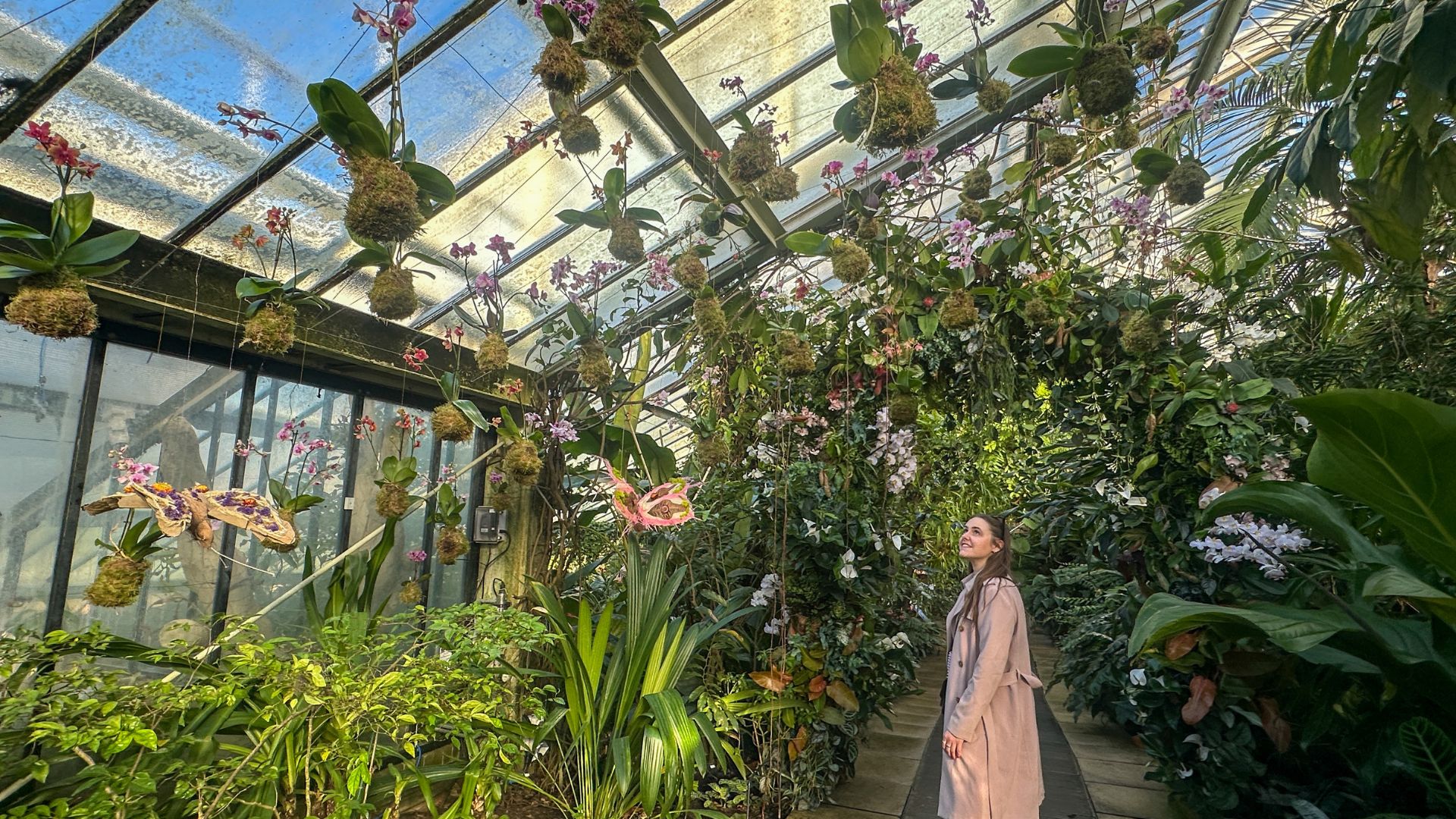 A woman stands looking up at floral butterflies at kew gardens orchid festival.