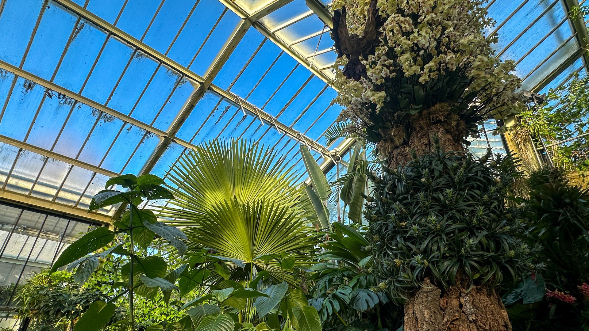 A tall pillar covered in flowers and plants next to a blue sky in a glasshouse at kew gardens.
