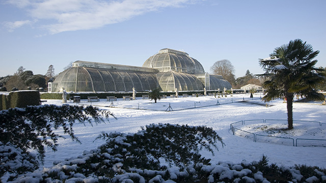 The Palm House at Kew Gardens during snowfall © Royal Botanic Gardens, Kew. The glass Palm House in the background, with a blanket of snow and trees in the foreground on a clear day.
