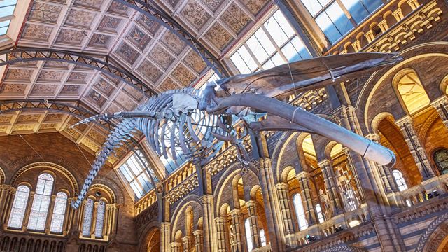 A blue whale skeleton handing in mid-air in the Natural History Museum's Hintze Hall.