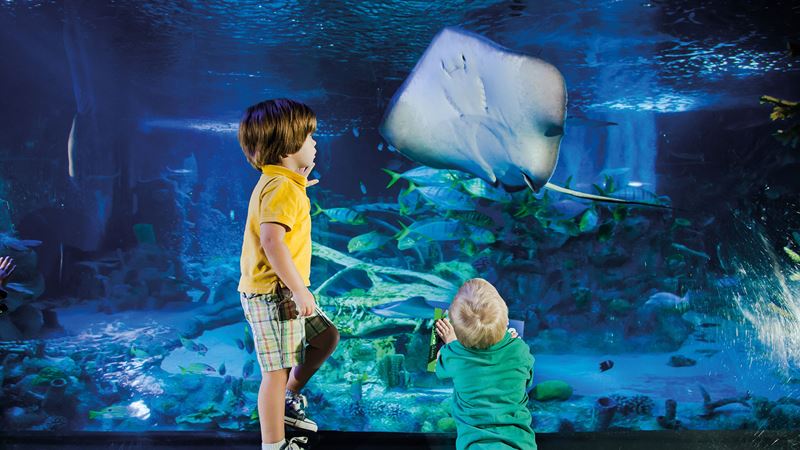 Head to SEA LIFE London Aquarium for a deep dive into the underwater world. Credit: Merlin Entertainments 2024. Image courtesy of Merlin Entertainments 2024. Two young boys stand in front of the glass of one of the tanks at the SEA LIFE London aquarium, admiring a stingray.