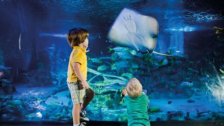 Head to SEA LIFE London Aquarium for a deep dive into the underwater world. Image credit: Merlin. Image courtesy of Merlin.