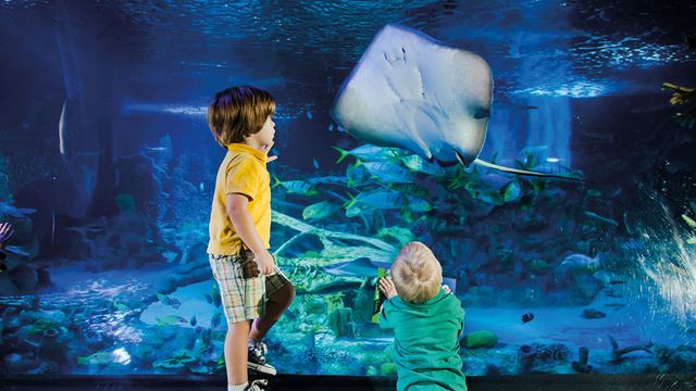 Two young boys stand in front of the glass of one of the tanks at the SEA LIFE London aquarium, admiring a stingray.