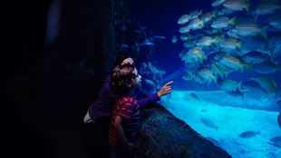 A woman shows a group of fish to a young boy, swimming in a tank at the SEA LIFE London aquarium.