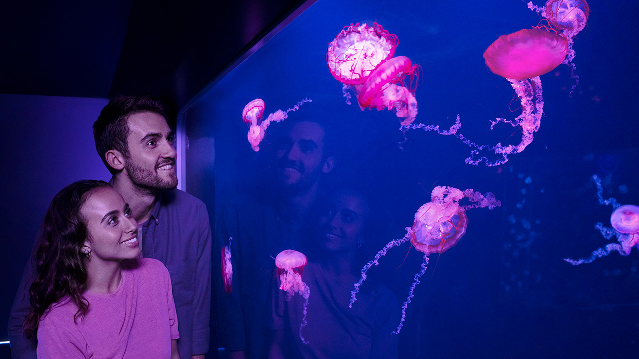 A couple look at brightly lit pink jellyfish in a glass aquarium.