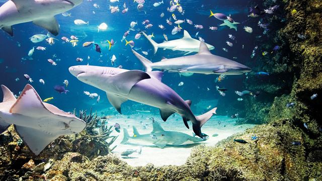 At SEA LIFE London Aquarium, sharks swim alongside corals and other fish.