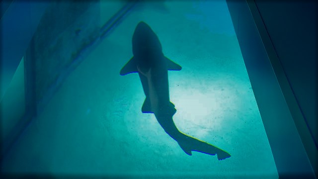 Ein Hei der unter dem gläsernen Gehweg im SEA LIFE London schwimmt.