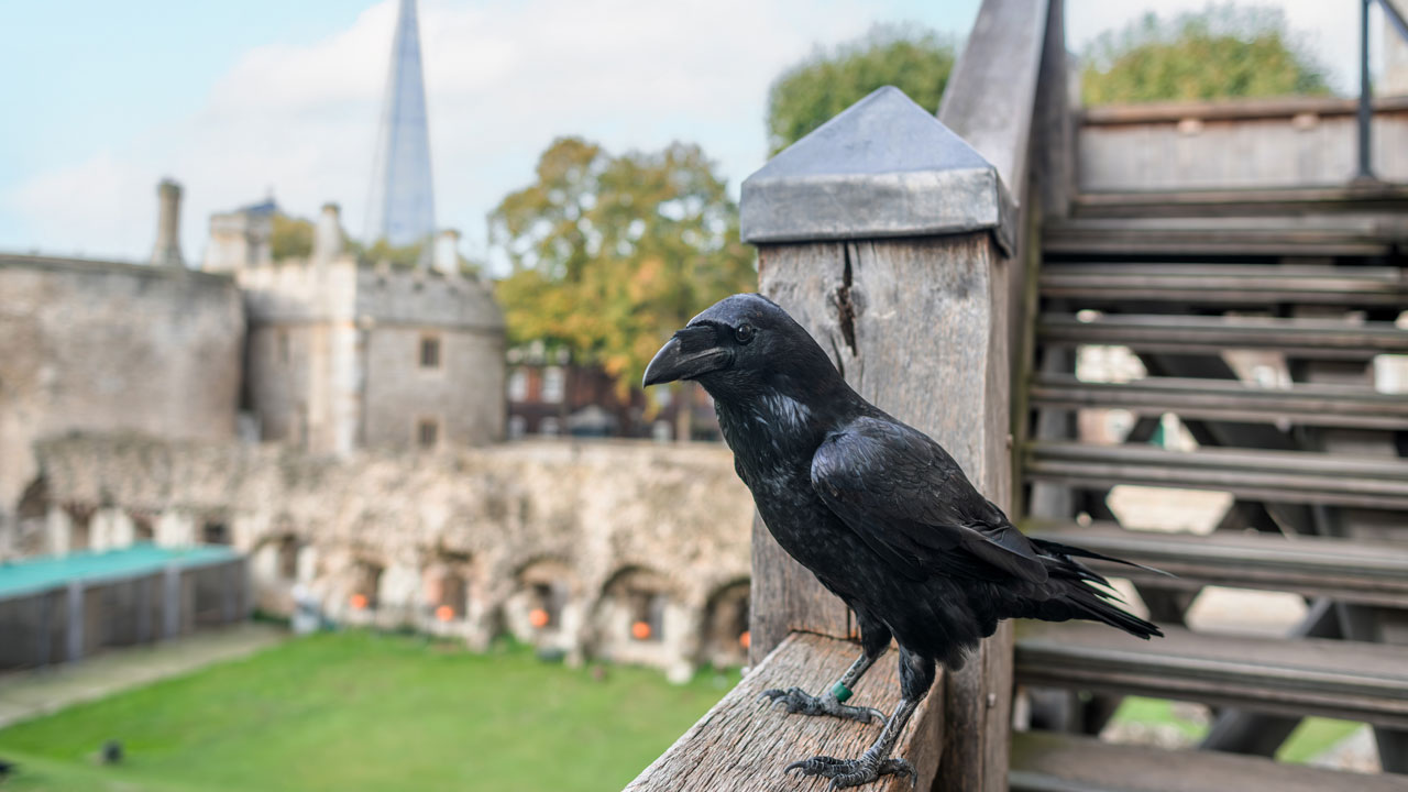Observez les corbeaux lors d'une visite à la Tour de Londres et découvrez pourquoi ils sont considérés comme les protecteurs du Royaume-Uni. ©London & Partners/Michael Barrow Un corbeau noir se trouve sur les marches de la Tour Blanche, observant les passants visitant la Tour de Londres.