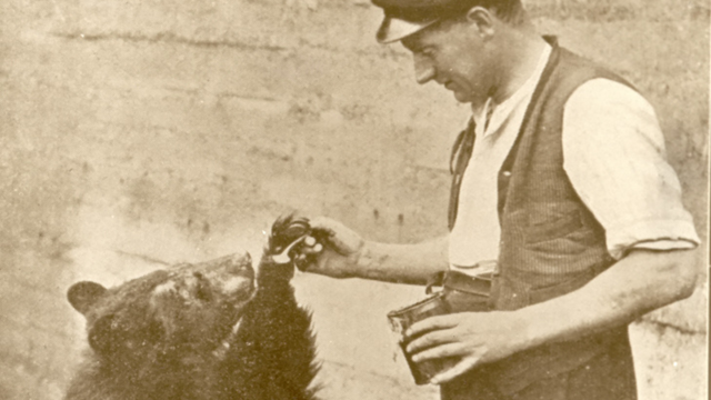 A vintage photograph of Winnie the Bear at London Zoo being fed by a man wearing a cap and waistcoat.