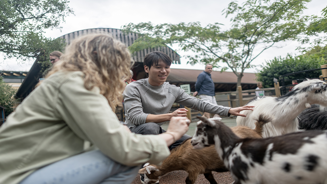 A woman and man finds themselves surrounded by goats at the London Zoo.