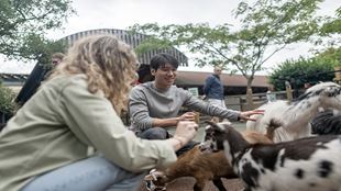 Une femme et un homme se retrouve au milieu de chèvres à la ferme du zoo de Londres. 