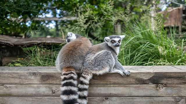 Deux lémuriens se prélassent au zoo de Londres et regardent fixement l'appareil photo. 