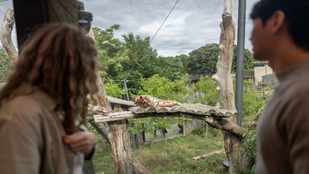 Explore the Tiger Territory at London Zoo, as you come face to face with these special wild cats. ©London & Partners/Michael Barrow
