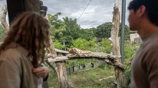 Two people are lookiing at a tiger lounging on the top of a tree at the London Zoo.