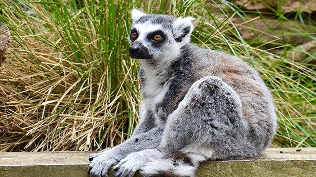 Ein sitzender Lemur schaut in die Kamera.