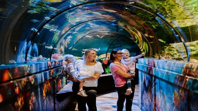 Explore more than 5,000 sea creatures at SEA LIFE Brighton. Image courtesy of Golden Tours.