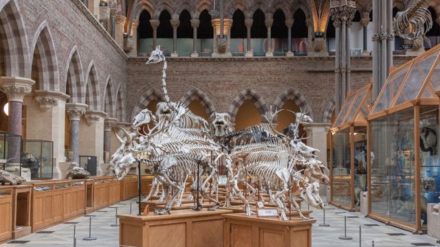 Le Musée d'Histoire Naturelle de l'Université d'Oxford. Image fournie par © Unsplash/Laurie Byrne Une série de squelettes de dinosaures se tiennent au milieu d'un grand hall dans l'université d'Oxford.