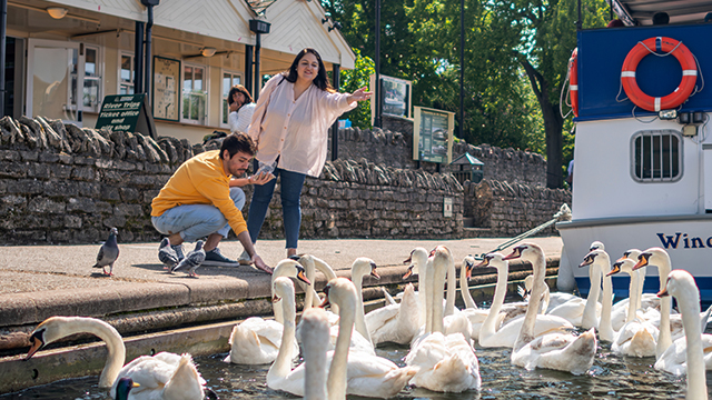 An den Docks von Windsor haben sich Dutzende von Schwänen am Fluss versammelt, während ein Paar sie füttert. 