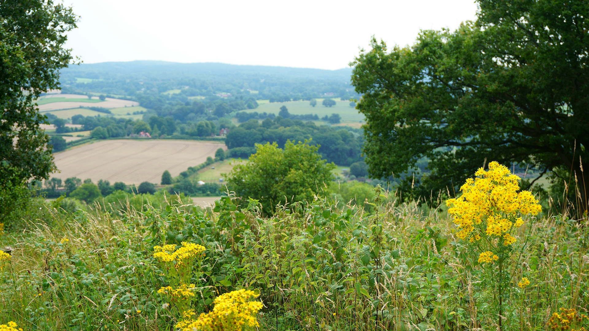 An image of the countryside in Surrey Hills with fields, bushes and trees and yellow flowers in the foreground.