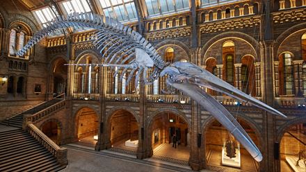 Discover the Blue Whale in Hintze Hall at the Natural History Museum. Photo: Lucie Goodayle. Image courtesy of the Natural History Museum.