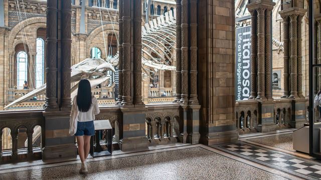 Woman looking over balcony at The Natural History Museum at blue whale skeleton in Hintze Hall.