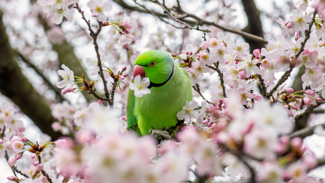 Une perruche au plumage vert se trouve dans un cerisier en fleur par une journée de printemps.