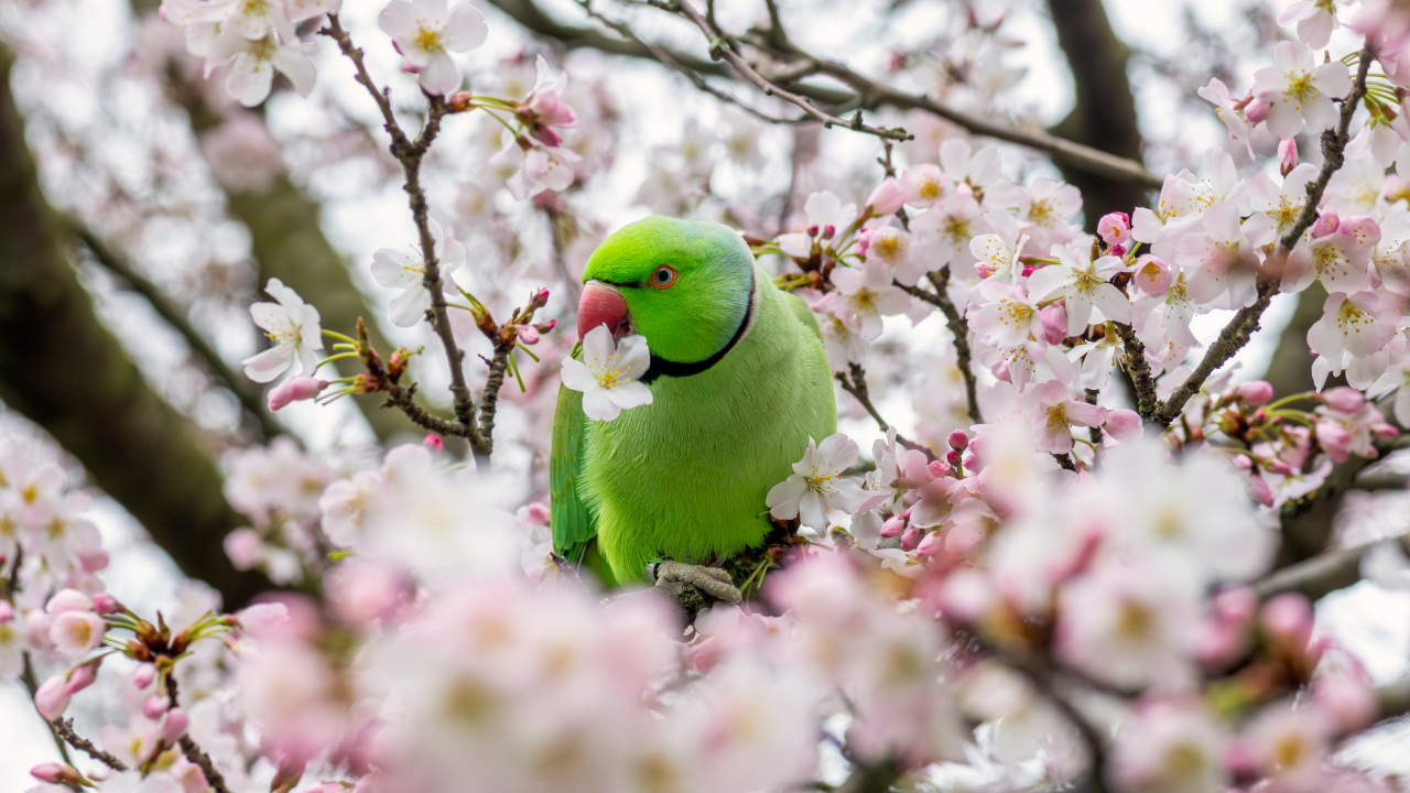 Admirez les magnifiques perruches vertes perchées sur les nombreux cerisiers en fleurs qui enjolivent les rues et les parcs de Londres. Crédit: London & Partners/Michael Barrow. Une perruche au plumage vert se trouve dans un cerisier en fleur par une journée de printemps.